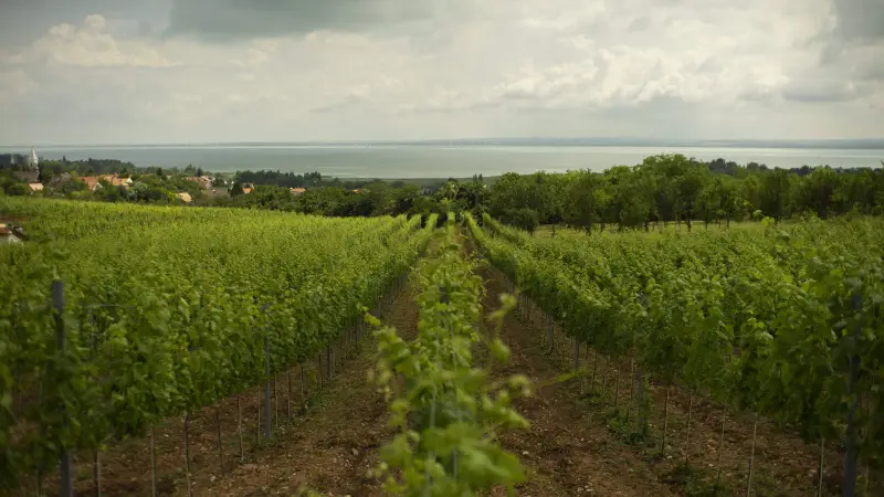 Borospincék és szőlősorok a paloznaki dombokon